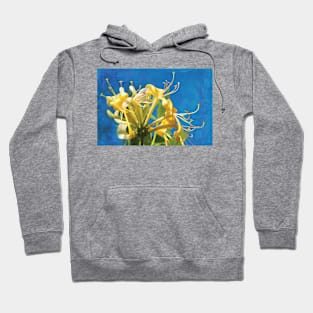 Honeysuckle on a blue background Hoodie